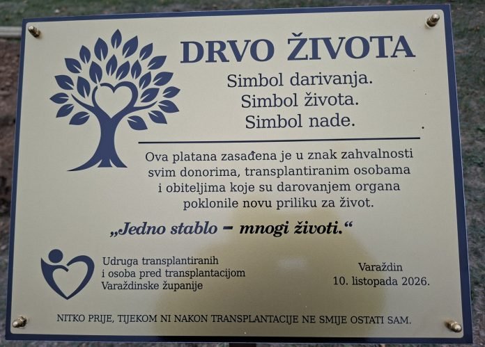 101026_drvo-zivota-transplantirani_1-5-696x499